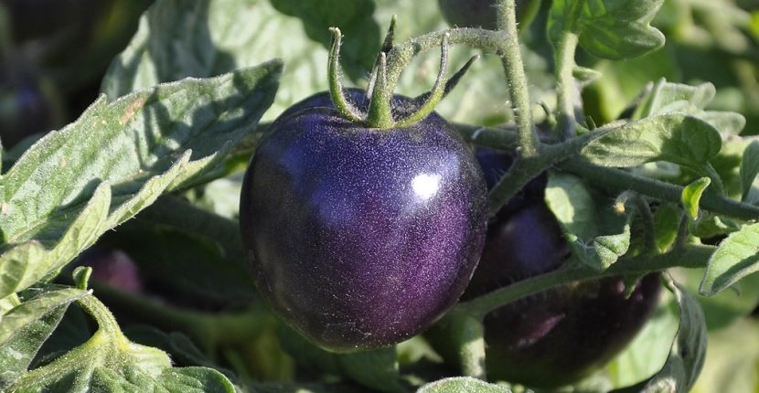 Cultivar tomate morado en maceta