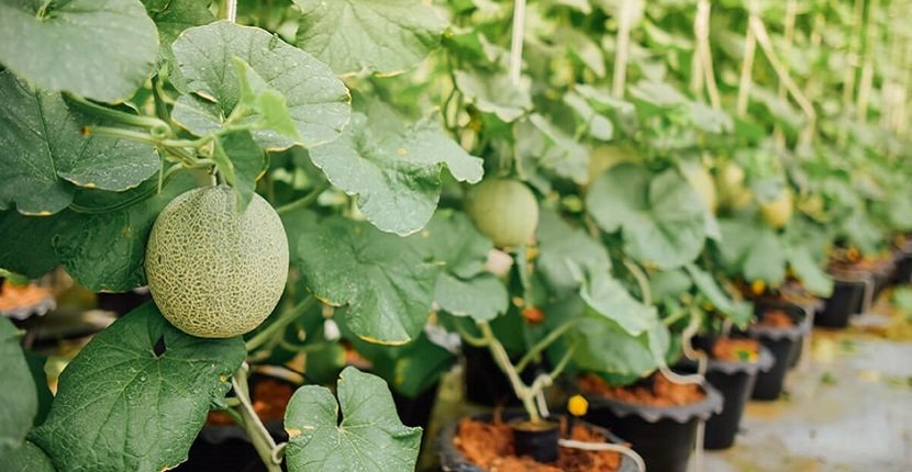 Cultivo hidropónico del melón