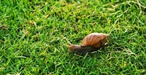 Caracoles