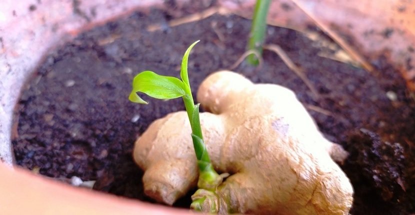 Cultivar jengibre en maceta