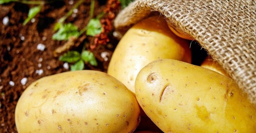 Cómo cultivar patatas en una maceta