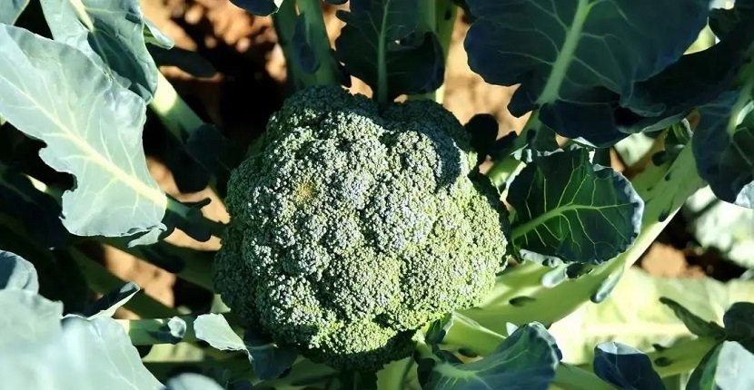 Cultivar brócoli