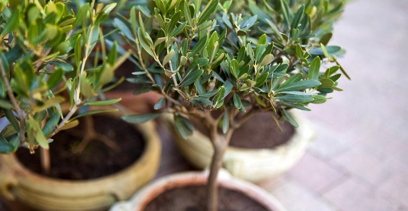 Cultivar olivo en maceta