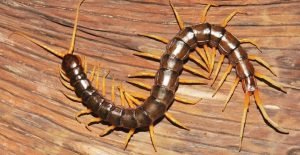 Escolopendras