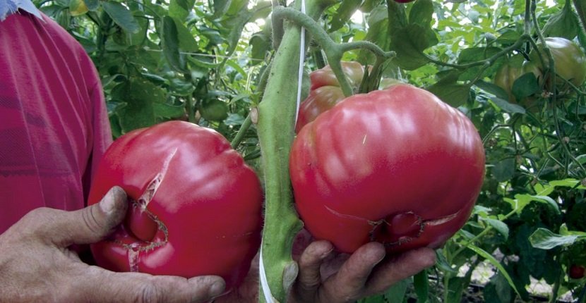 Cultivar tomate rosa
