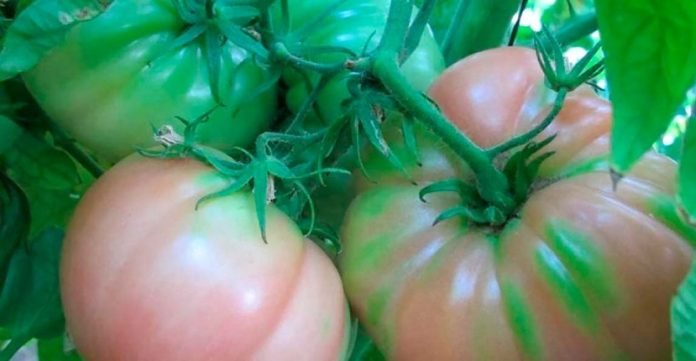 Tomate rosa en el huerto