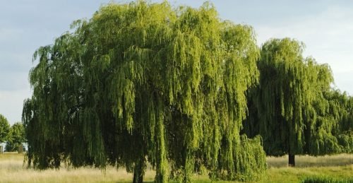Árbol de Sauce