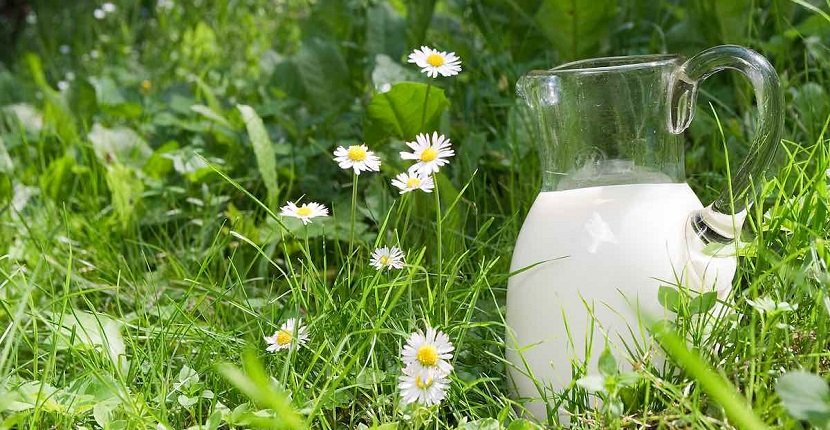 Uso de leche en nuestras plantas