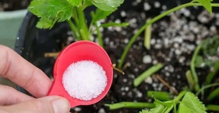 Usos del bicarbonato sódico en las plantas