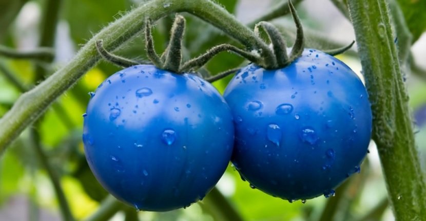 Cómo evitar que el tomate azul pierda su color