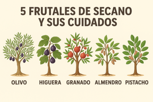 5 frutales de secano y sus cuidados