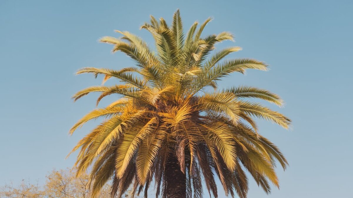 Palmera con las hojas amarillas