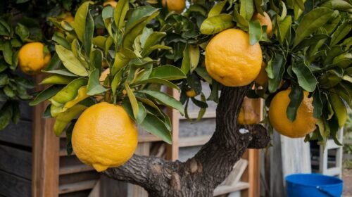 Tipos de limoneros