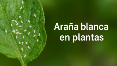 Araña blanca