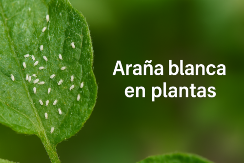 Araña blanca