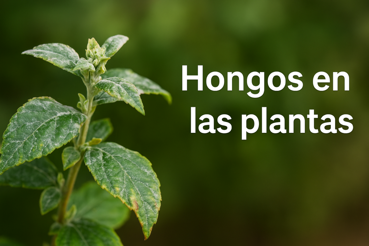 Hongos en las plantas