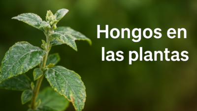 Hongos en las plantas